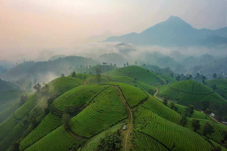 toàn cảnh đồi chè long cốc