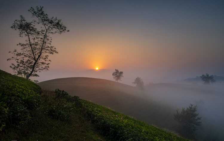 bình minh trên đồi chè