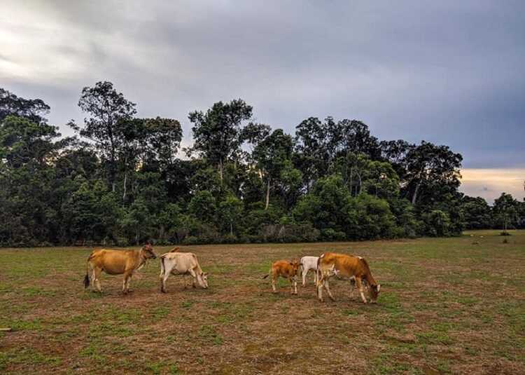 trảng cỏ bù lạch